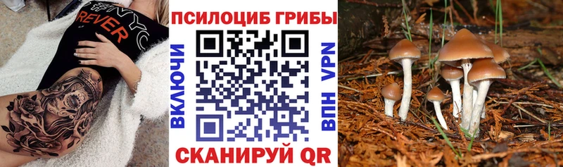 магазин  наркотиков  Абакан  Галлюциногенные грибы GOLDEN TEACHER 